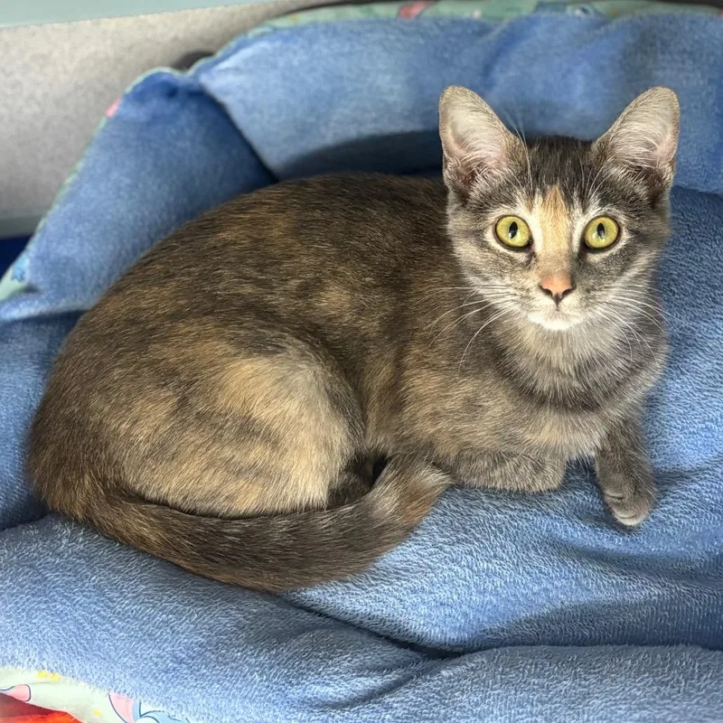 A young medium-sized female Brown / Chocolate Domestic Short Hair cat named Carrie for adoption in Marshalltown, IA