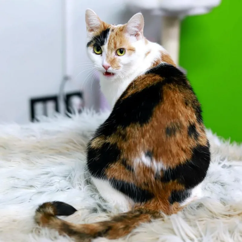 Mezzelune thumbnail 4