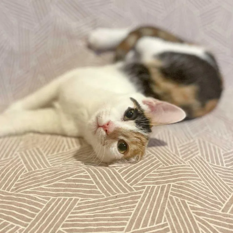 Mezzelune thumbnail 5