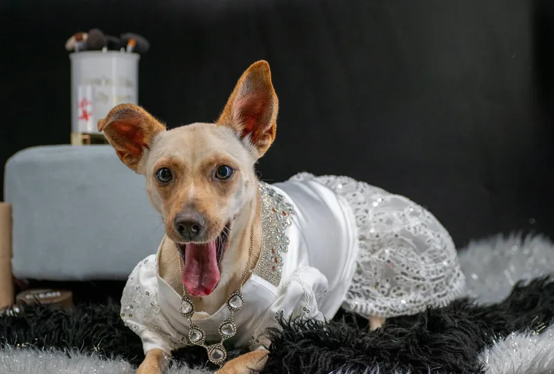 A young small-sized female Brown / Chocolate Chihuahua dog named Stila for adoption in Sevierville, TN