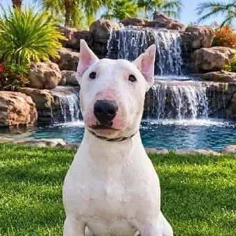An adult medium-sized male Bull Terrier dog named Zach for adoption in Palm Desert, CA