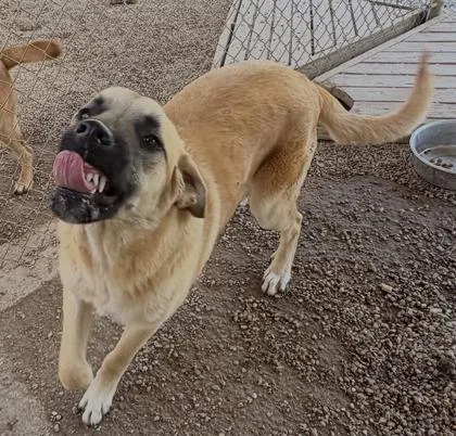 An adult large-sized male Mixed Breed dog named Shimley for adoption in Joshua, TX