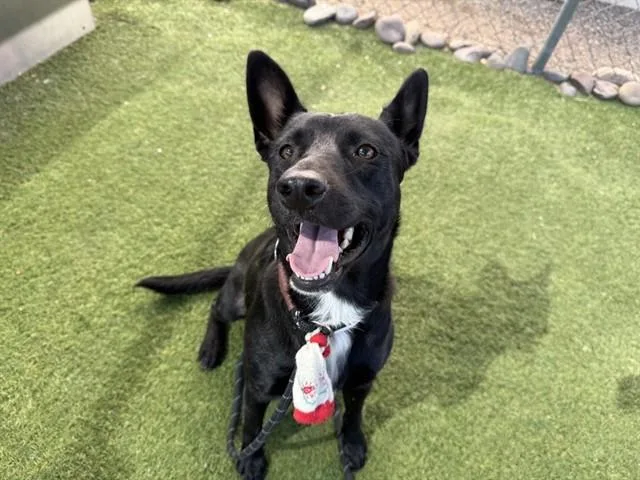A young large-sized male Australian Kelpie dog named Trophy for adoption in Phoenix, AZ