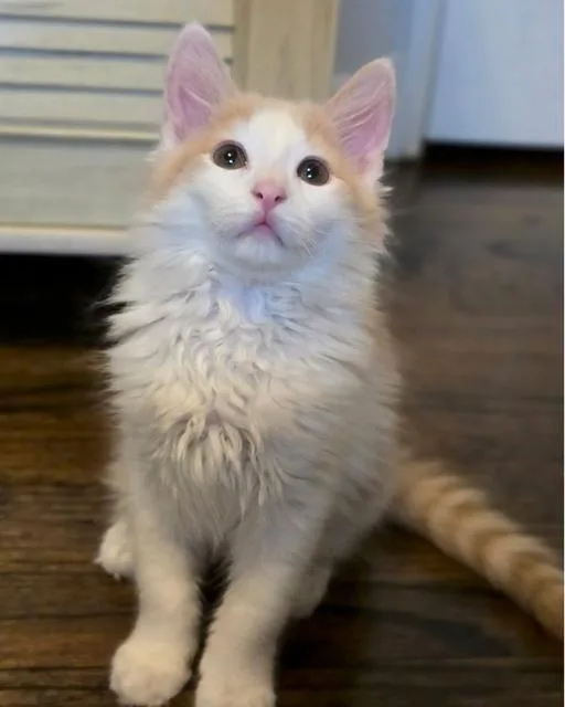 A baby small-sized male Domestic Short Hair cat named Buchanan for adoption in Oradell, NJ