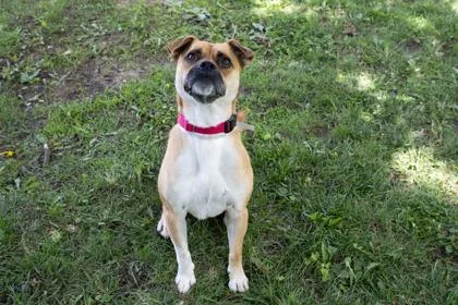 An adult medium-sized male Boxer dog named Max for adoption in Kansas City, MO