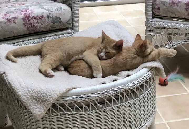 A baby medium-sized male Orange & White Domestic Short Hair cat named Mango & Peaches for adoption in Sterling Heights, MI