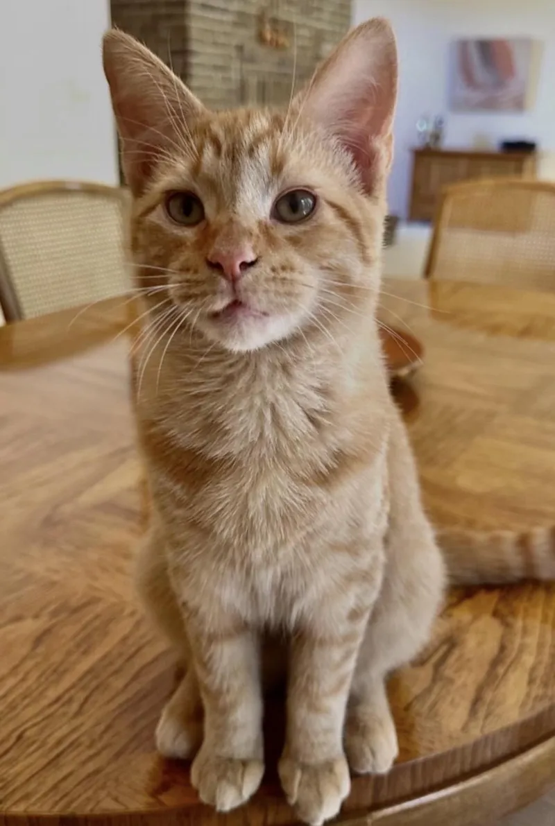 Mango & Peaches thumbnail 3