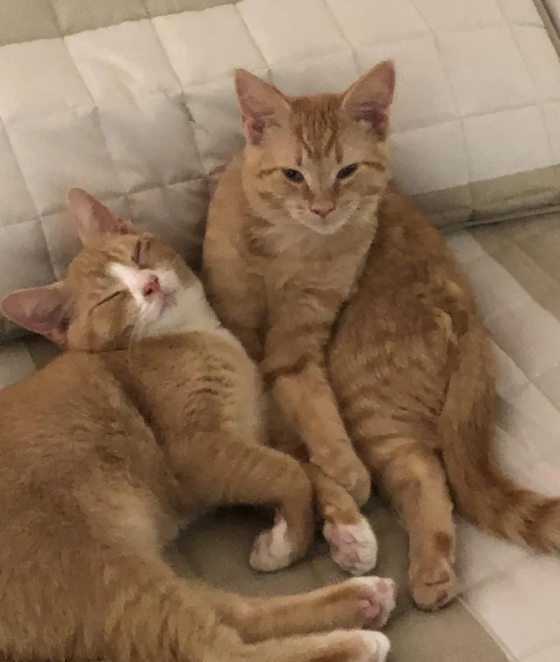 Mango & Peaches thumbnail 4