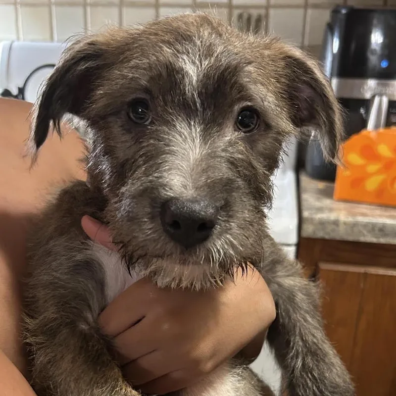 Monica D thumbnail 4