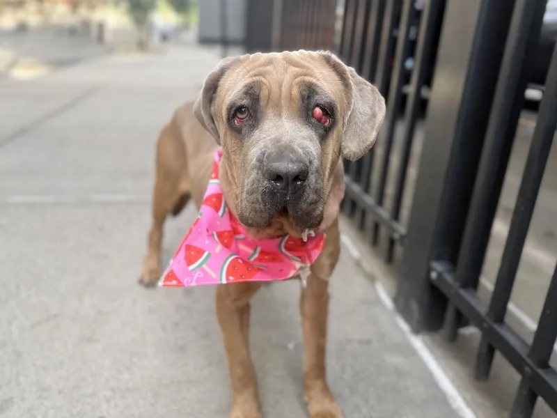 An adult large-sized female Brown / Chocolate Mixed Breed dog named Franny for adoption in New York, NY
