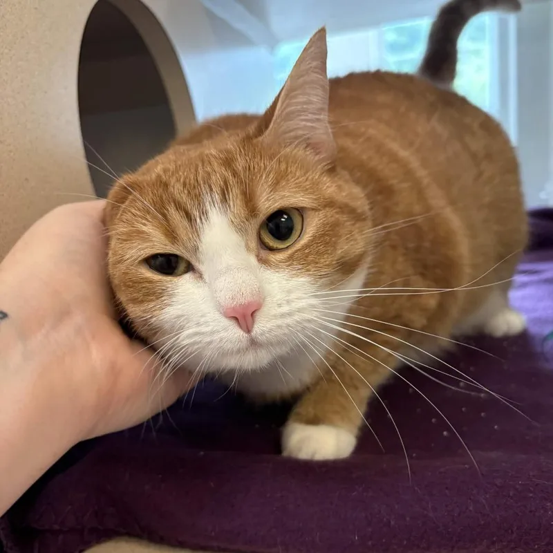 An adult medium-sized female Orange / Red Domestic Short Hair cat named Piggie for adoption in Gloucester, VA
