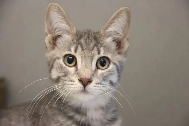 A baby small-sized male Domestic Short Hair cat named Duck for adoption in Tucson, AZ