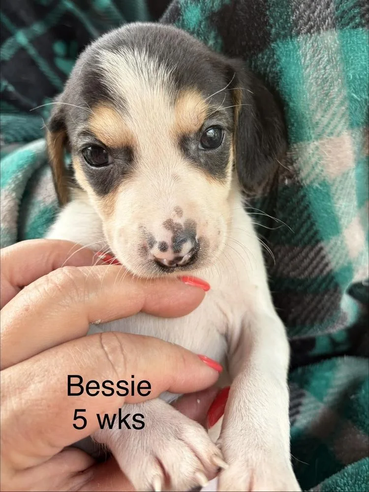 Bessie thumbnail 2