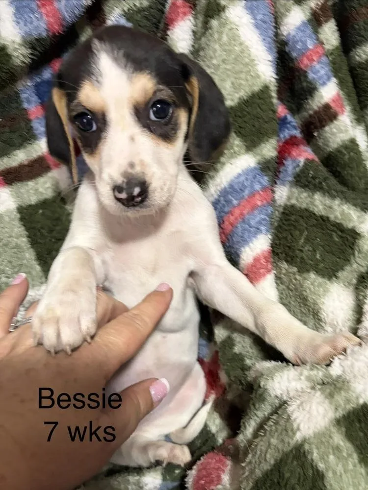 Bessie thumbnail 3