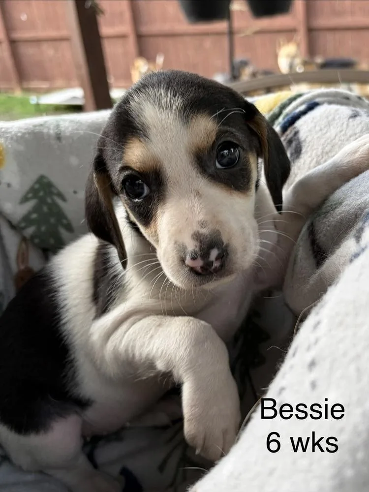 Bessie thumbnail 5