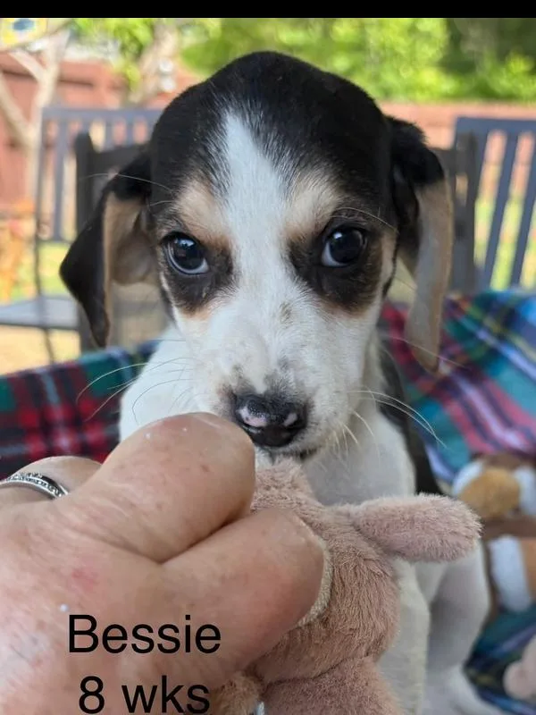 Bessie thumbnail 6