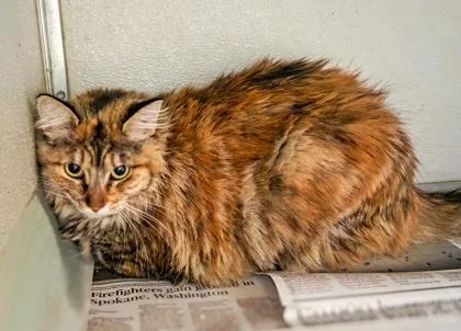 An adult small-sized female Domestic Long Hair cat named Jillian for adoption in Fresno, CA