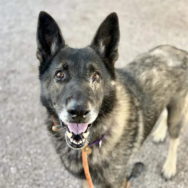 A senior large-sized male German Shepherd Dog dog named Seth for adoption in Tucson, AZ