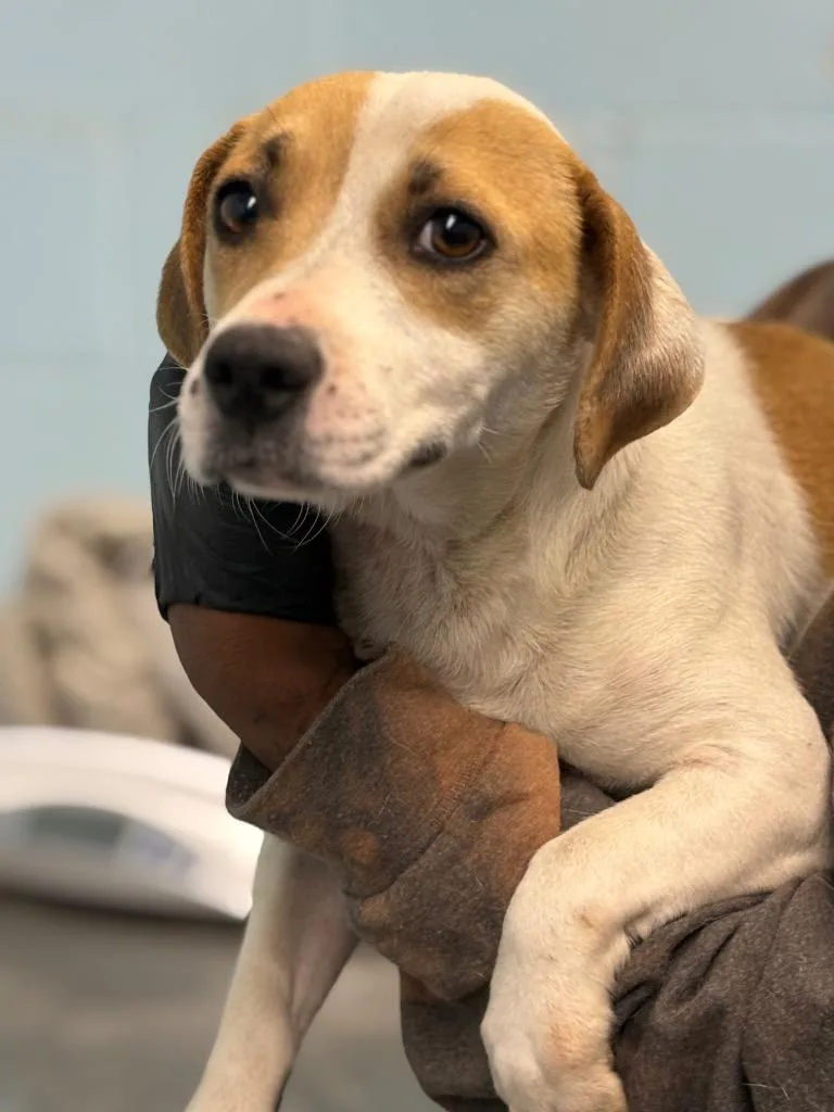 A young small-sized female Mixed Breed dog named Sassy for adoption in Effingham, SC