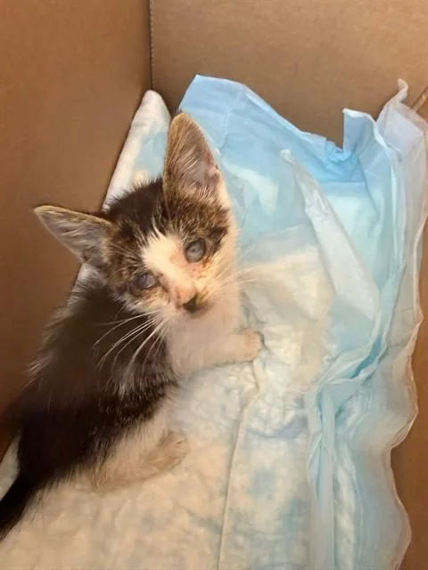 A baby small-sized male Domestic Short Hair cat named Gavin for adoption in Stockton, CA