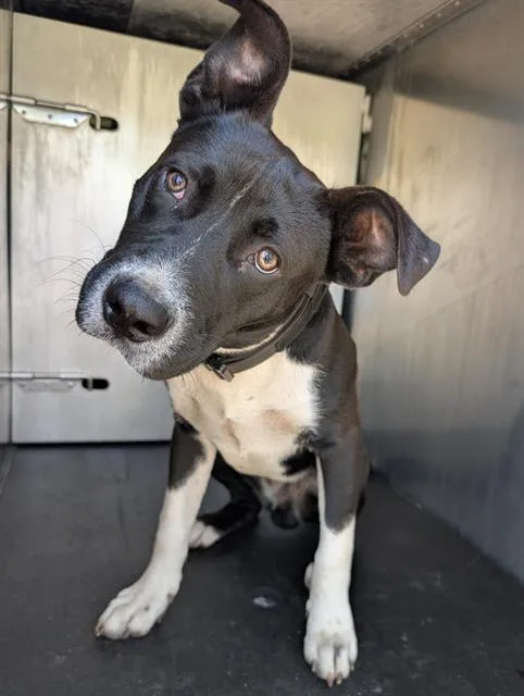 A young medium-sized male Pit Bull Terrier dog named Gumbo for adoption in San Antonio, TX