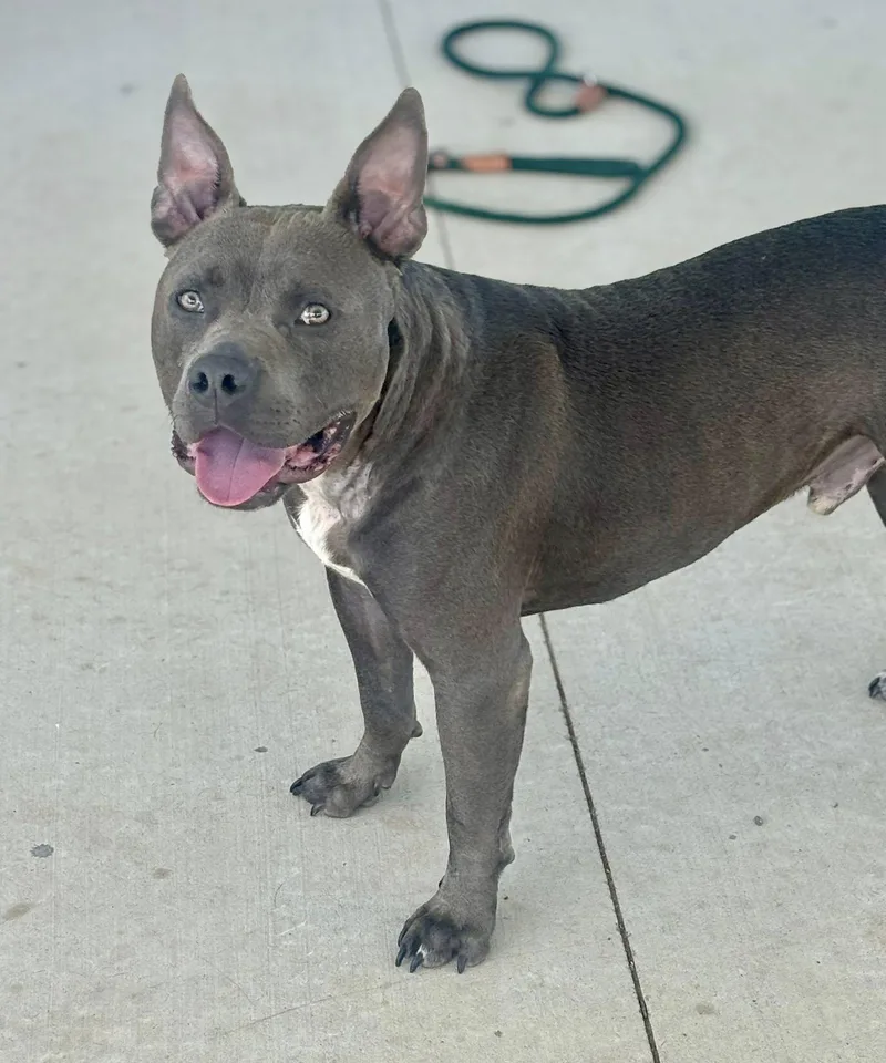 An adult large-sized male Gray / Blue / Silver Pit Bull Terrier dog named Jonsey for adoption in Franklin, KY