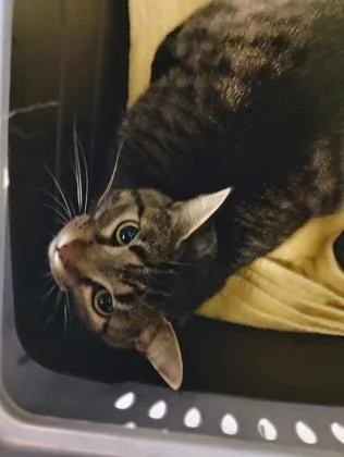 An adult medium-sized female Domestic Short Hair cat named Harmnae for adoption in Fallston, MD