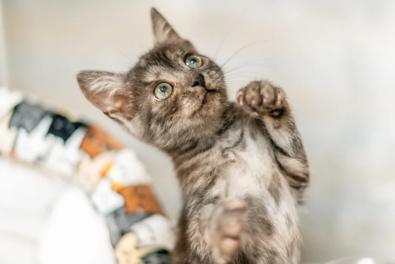 A young medium-sized male Gray / Blue / Silver Domestic Short Hair cat named Runt for adoption in Hilton Head Island, SC