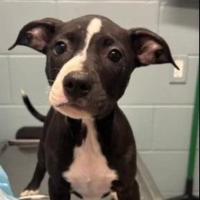 A baby medium-sized female Black Pit Bull Terrier dog named Dingle for adoption in Chicago, IL
