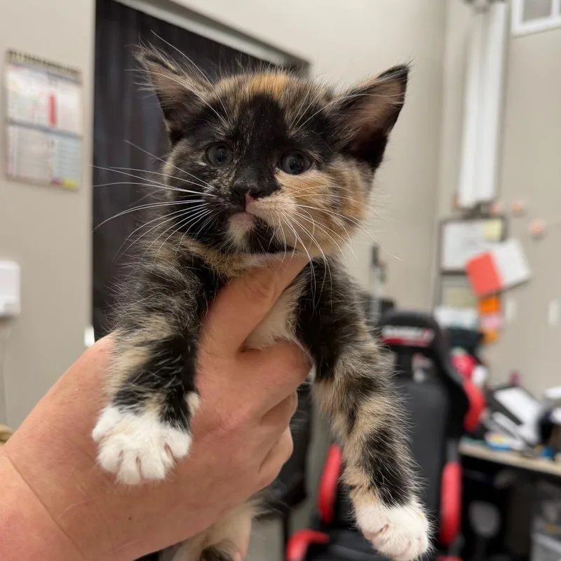 A baby small-sized female Black Domestic Short Hair cat named Vraylar for adoption in Detroit Lakes, MN