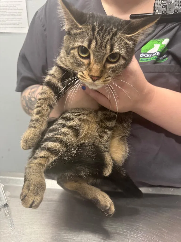 A baby medium-sized female Domestic Short Hair cat named Bashful for adoption in Bloomington, IN