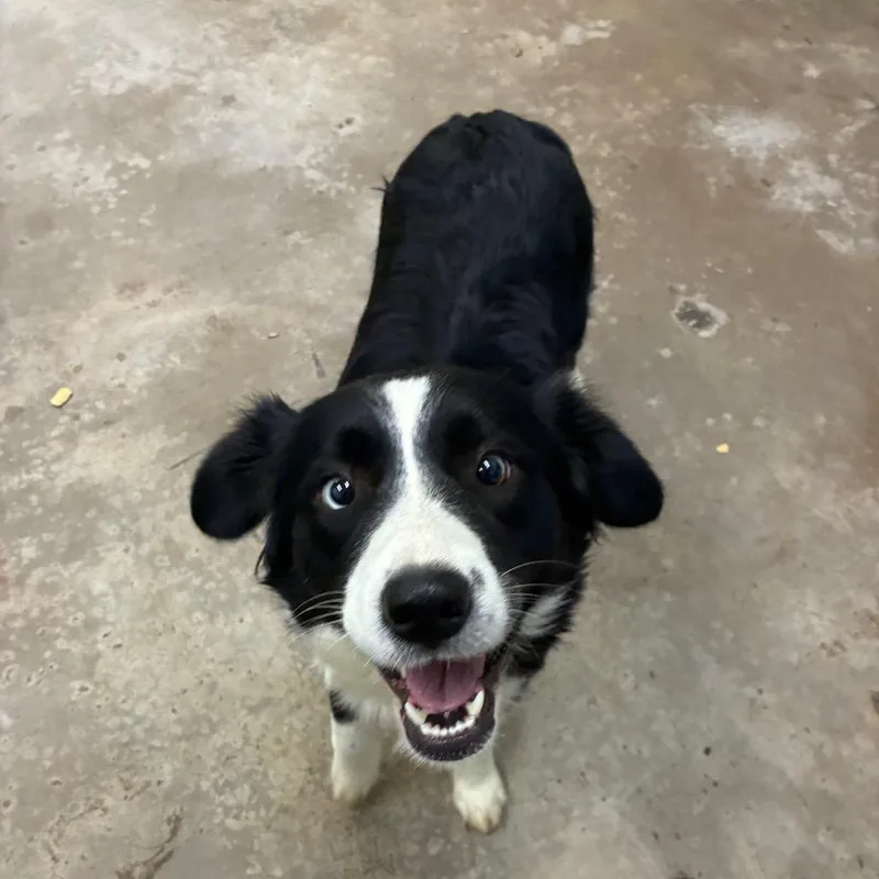 Bella
