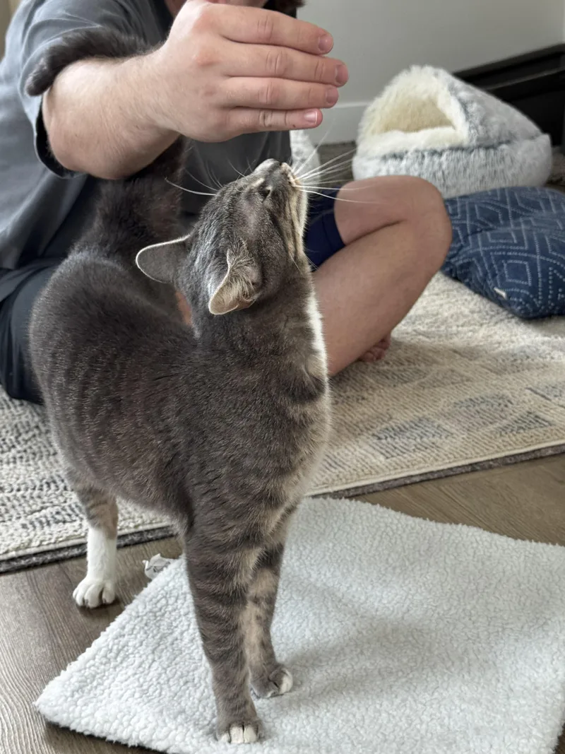 An adult medium-sized female Domestic Short Hair cat named Stormi for adoption in St Petersburg, FL
