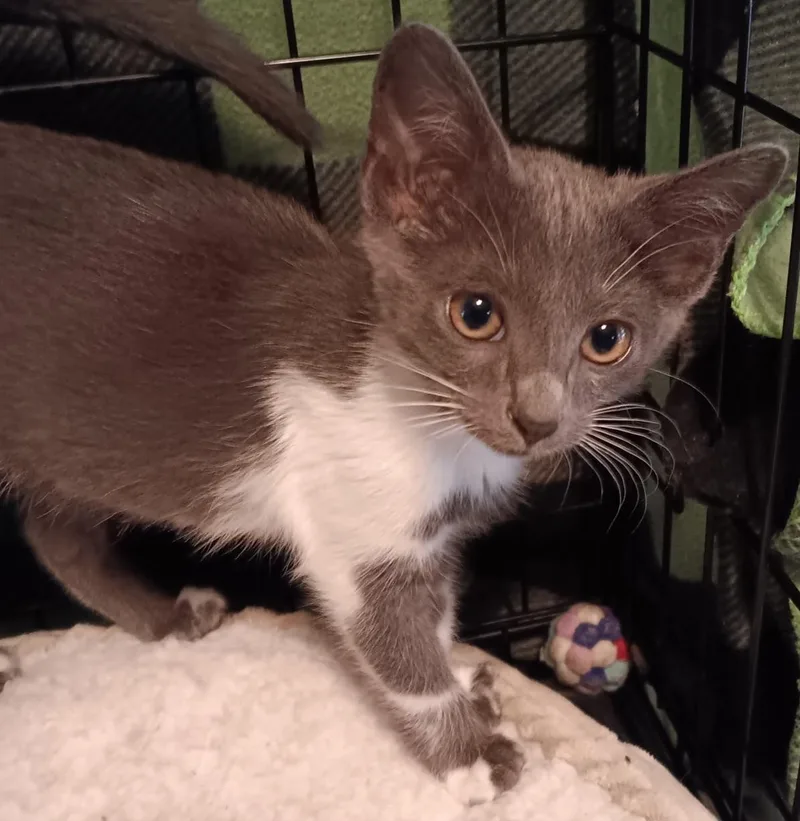 A baby small-sized female Gray & White Domestic Short Hair cat named Mittens for adoption in Memphis, TN