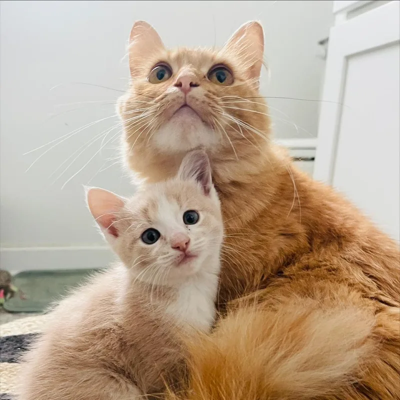 An adult medium-sized female Orange / Red Domestic Long Hair cat named Sunny C for adoption in Princeton, MN