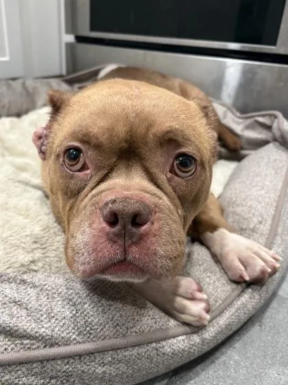 An adult medium-sized female Mixed Breed dog named Cola for adoption in West Chester, PA