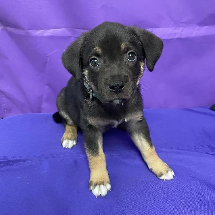 A baby small-sized male Black Shepherd dog named Ouija for adoption in North Myrtle Beach, SC