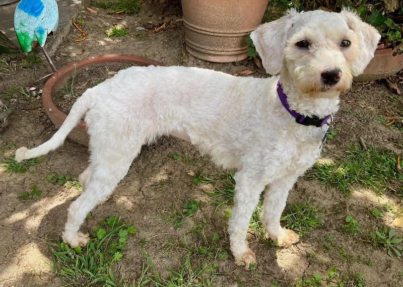 A young small-sized female Poodle dog named Elsa And Maria for adoption in Los Angeles, CA