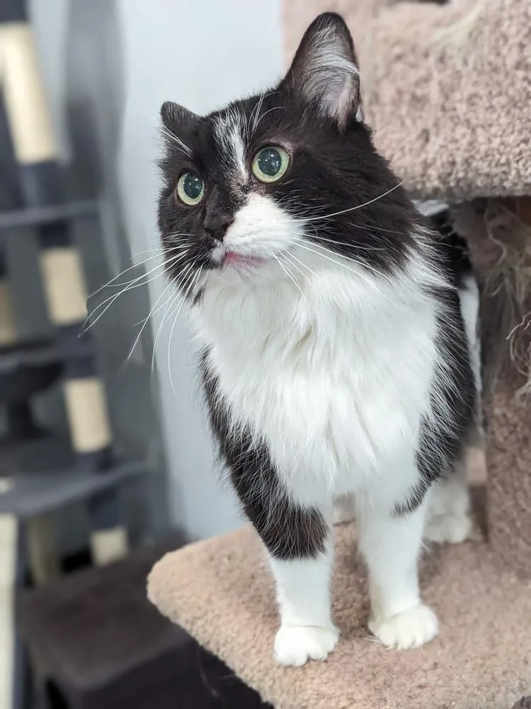 A senior medium-sized female Black & White / Tuxedo Domestic Long Hair cat named Isla for adoption in Lewisburg, TN