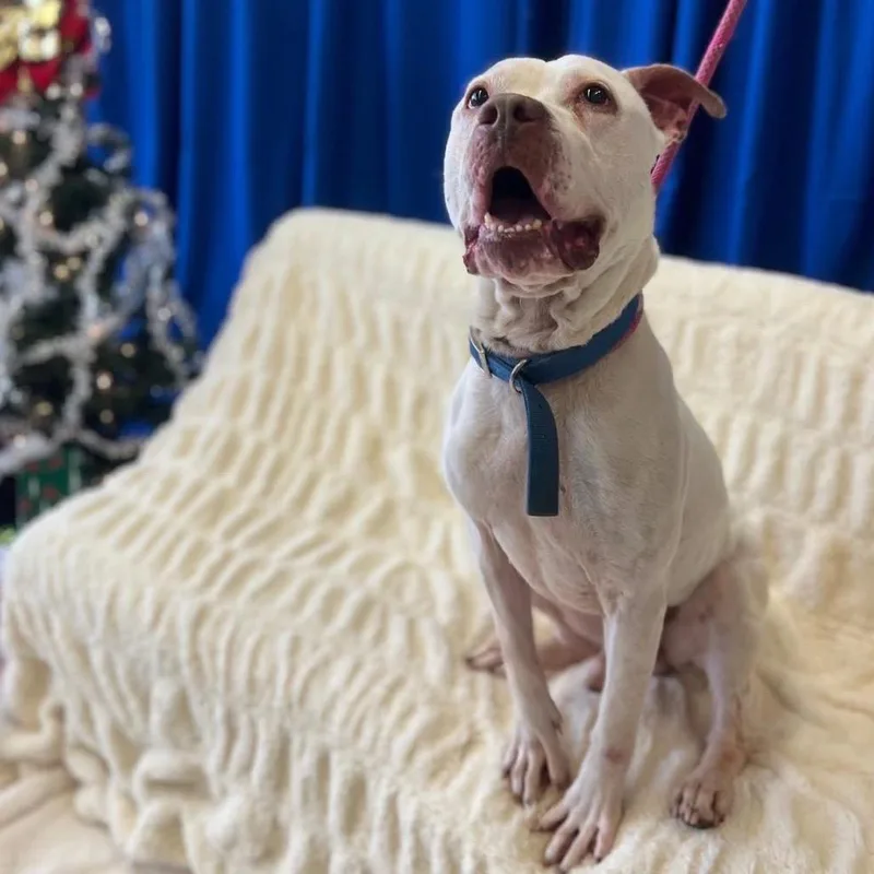An adult medium-sized male White / Cream Mixed Breed dog named Devo for adoption in Mentor, OH