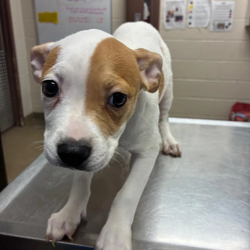 Baby Girl thumbnail 2