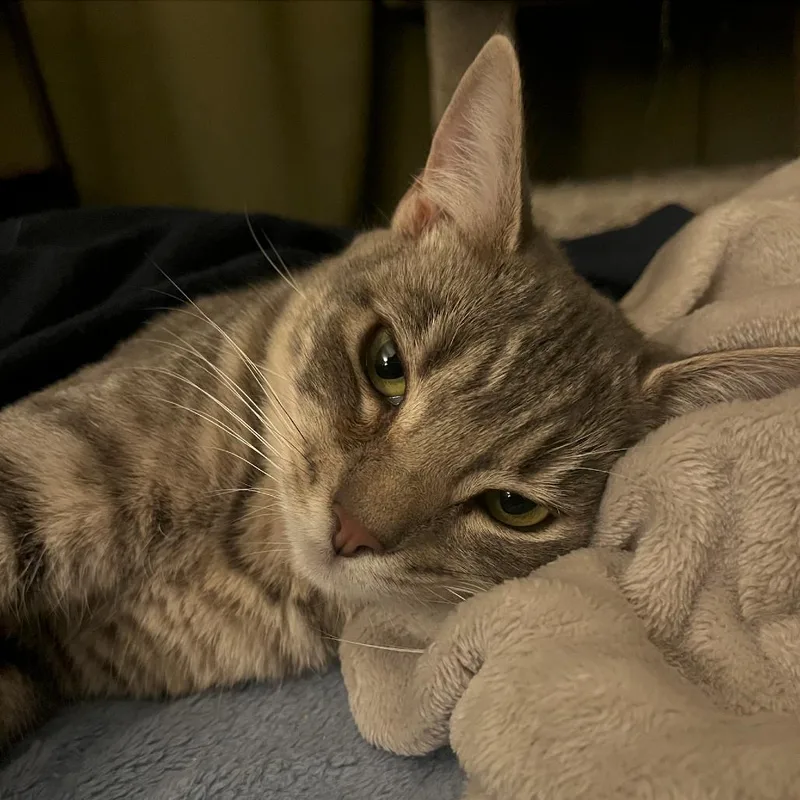 A young medium-sized female Tabby (Gray / Blue / Silver) Domestic Short Hair cat named Luca for adoption in El Monte, CA
