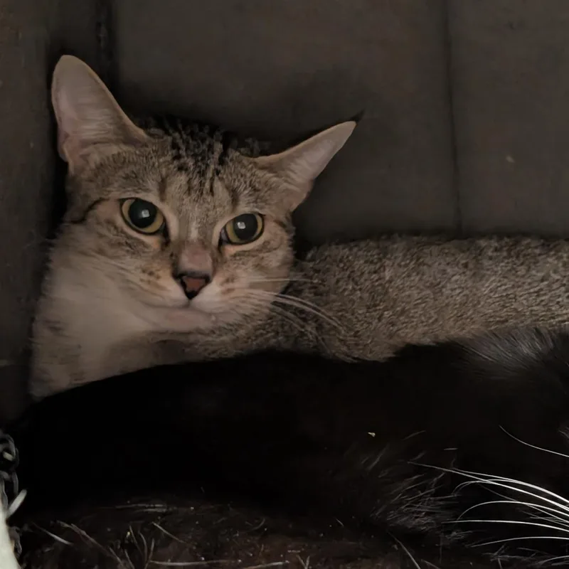 An adult medium-sized female Brown / Chocolate Domestic Short Hair cat named Boba for adoption in Titusville, FL