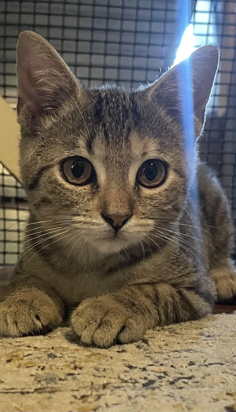 A baby small-sized female Tabby cat named Helsing for adoption in Maple Shade, NJ