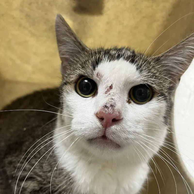 A young medium-sized male Brown / Chocolate Domestic Short Hair cat named SVASStray for adoption in Lyndhurst, VA