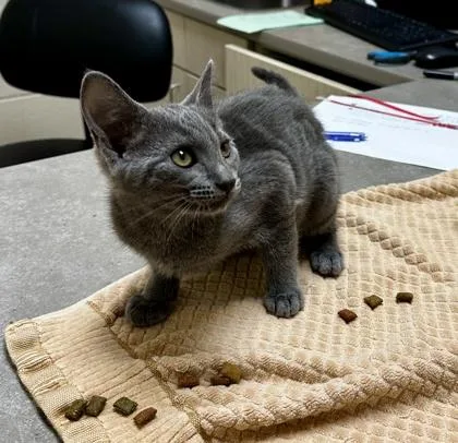 A baby small-sized female Domestic Short Hair cat named Jewel for adoption in Westland, MI