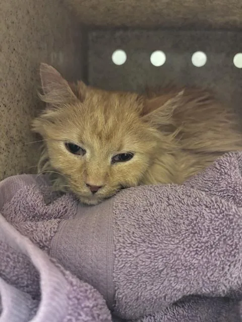 An adult medium-sized female Domestic Long Hair cat named Minnie for adoption in West Valley City, UT
