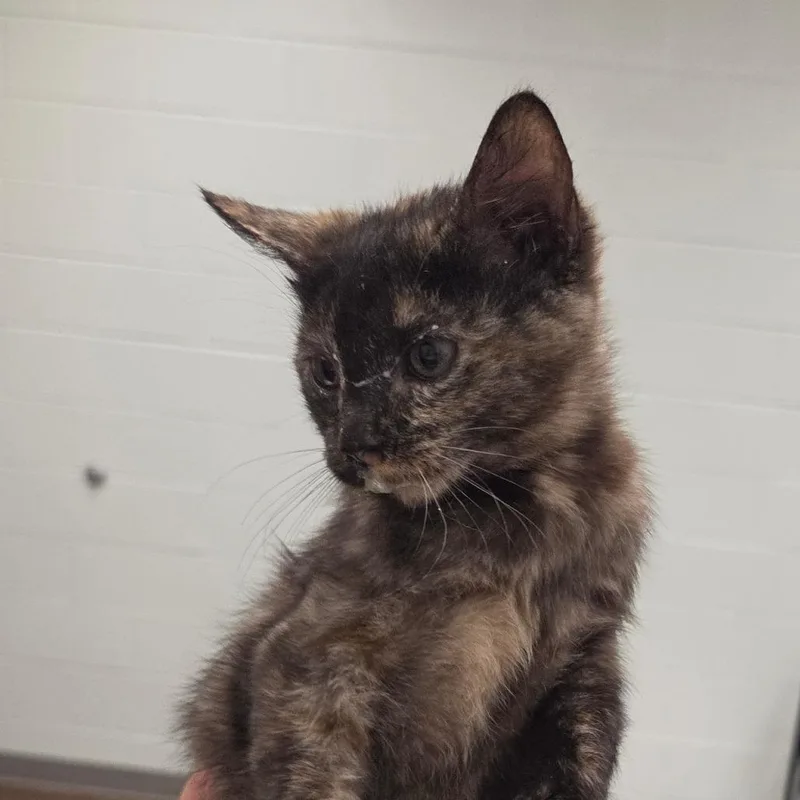 A baby small-sized female Tortoiseshell Domestic Short Hair cat named Spring for adoption in Chattanooga, TN