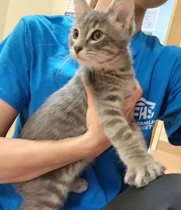 A baby small-sized male Domestic Short Hair cat named Bam for adoption in Kennewick, WA
