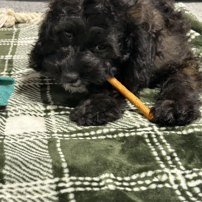 Jovie black tan  thumbnail 3